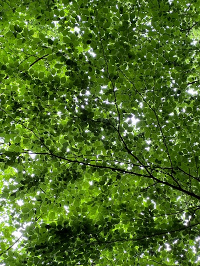 Detección fuera de distribución con bosques aleatorios anclados al tumor