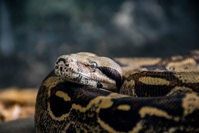 Construye un "Recomendador de cursos" con Python + Embeddings.
