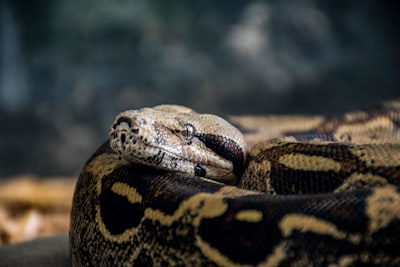 Desarrollando un depurador neural para Python