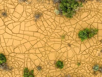 Quantifying Policy Drift Resistance through Simulated Agent Ecosystems