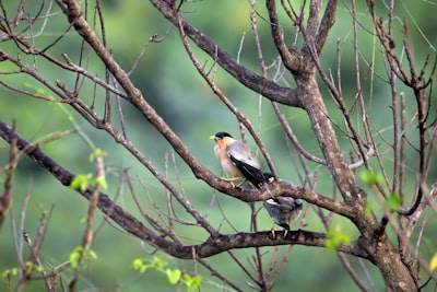 Creando paisajes sonoros de canto de pájaros con inteligencia artificial