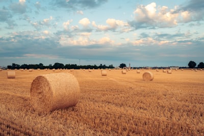 Agroforestería: Tipos, Aplicaciones, Ejemplos y Ventajas