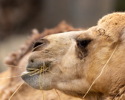 Uso del modelo de lenguaje ECG CAMEL