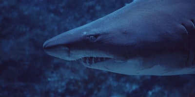 Más películas intensas de tiburones para después de Thrash (Netflix)