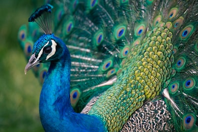 Acceso a Peacock incluido en suscripción YouTube Premium