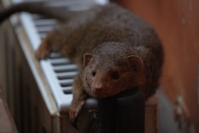 Depuración de dependencias duplicadas en Mongoose