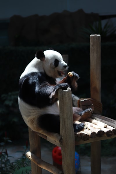 Cuando las sugerencias de código apuntan a APIs obsoletas: problemas con Pandas y deriva silenciosa