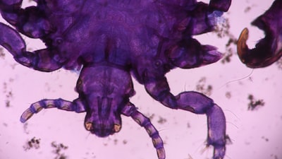 Nueva especie de pulpo diminuto descubierta en Galápagos