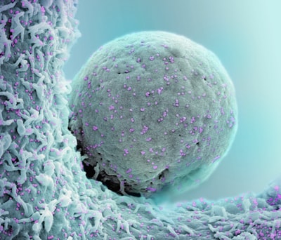 Predicción de expresión génica en histología del cáncer