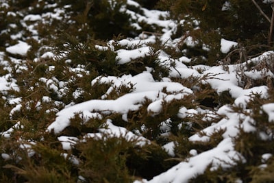 Más tormentas de nieve en la costa este este fin de semana