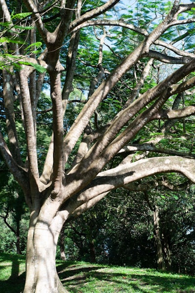 Investigación eficiente con estructura de árbol y recursos adaptables
