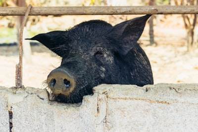 Los estafadores se convierten en desarrolladores
