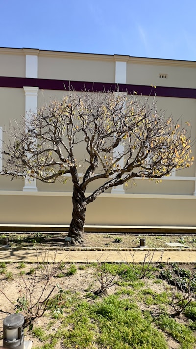 Transformació de potència i retenció adaptativa en poda estructurada