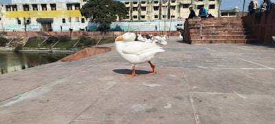 Advenimiento de la IA con goose Day 6