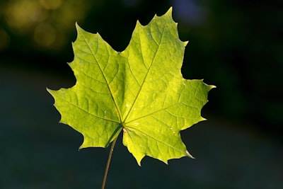 LEAF: Punto de referencia en entornos federados