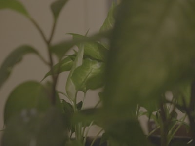 Desarrollo web a medida, automatización e innovación.