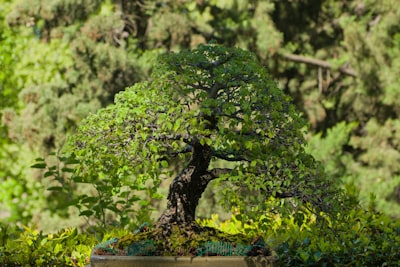 BONSAI: Optimización Bayesiana Simple e Interpretable