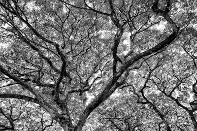 Clustering interpretable mediante árboles de decisión optimizados