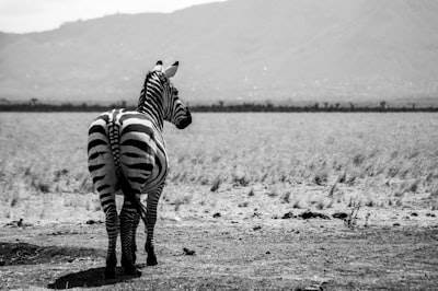 Gestión eficiente de dispositivos Zebra Android.