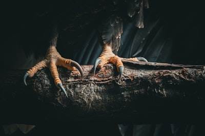 Evaluación Tarantulahawk: Claves para una Excelente Experiencia