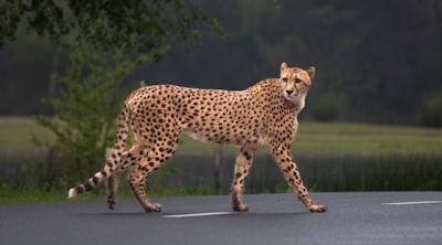 Modelos generativos para entender el comportamiento animal