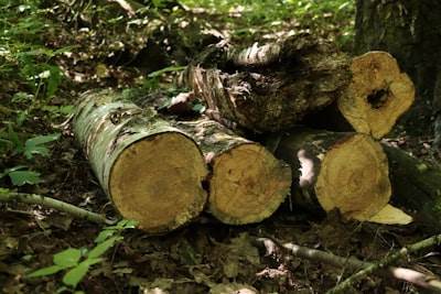 Un Pipeline de Registro más Limpio: Filtrado y Reporte Diario con Serilog para Aplicaciones .NET