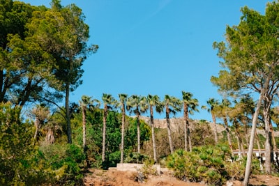 Entrenamiento de IA en Palma