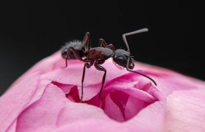 Modelo AI de parámetros trillones de Ant Group para razonamiento con estrategia de lanzamiento doble: Mejores resultados en tiempo récord