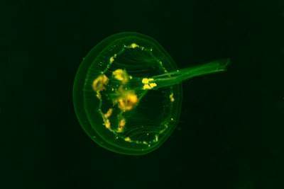 Early Human Embryo Development: Morphogenic Field Reconstruction with Cellular-Level Spatial Transcriptomics