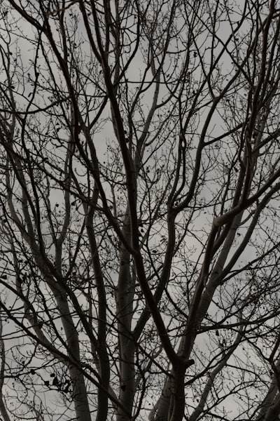 Mejores empresas en Lérida para servicios de aplicaciones móviles personalizadas