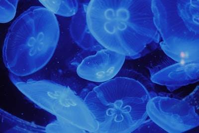 El potencial de la biotecnología marina en nuestra vida