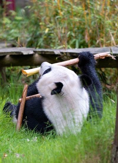 Por qué NumPy y Pandas son fundamentales en IA/ML