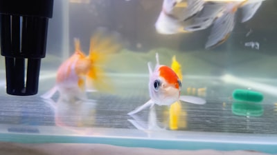 Cómo resolver el problema del pez dorado