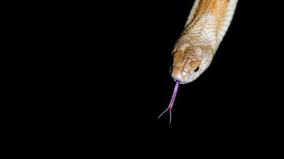 Evolución del miedo y recompensas sociales en la relación presa-predador