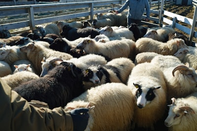Los precios de la RAM muestran signos de estabilización