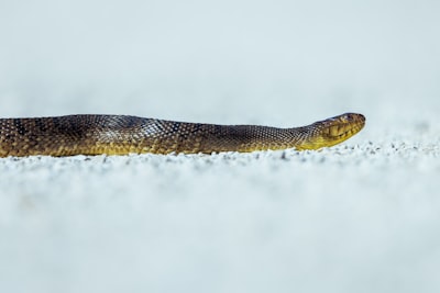 Python Workers redux: Arranques rápidos en frío, paquetes y flujo de trabajo en uv