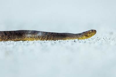 Un diccionario "congelado" para Python