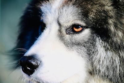 ¡Huskies consiguen $8 millones en financiamiento!
