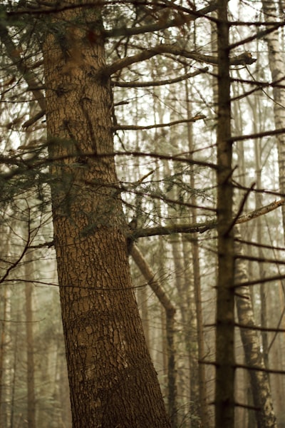 Optimización estocástica del tamaño del ensamble en Random Forest