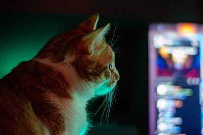 Los juegos de animales: el futuro de los juegos móviles y de HTML5