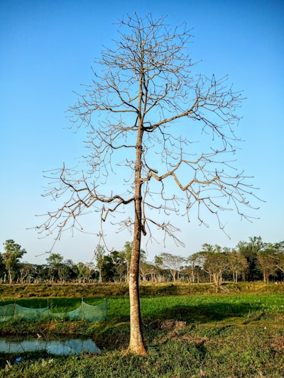 Árbol de habilidades para LivinGrimoire