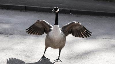 Configurando Zsh de forma efectiva con Goose
