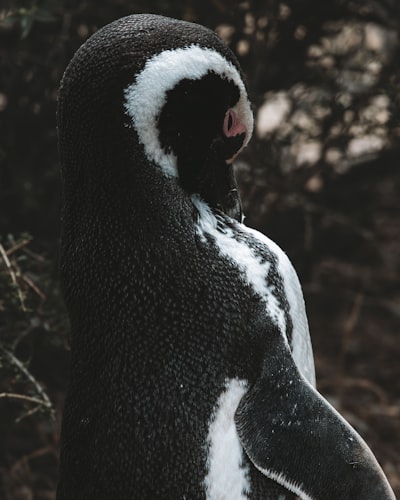 ¿Lecciones del pingüino nihilista de Werner Herzog?