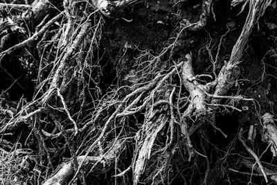 Sistema operativo Rhizome OS-1: Descubrimiento de fármacos de pequeñas moléculas