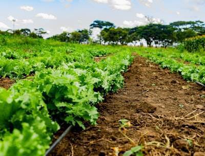 Revolutionizing Agricultural Efficiency: AI at the Edge Drives Yield