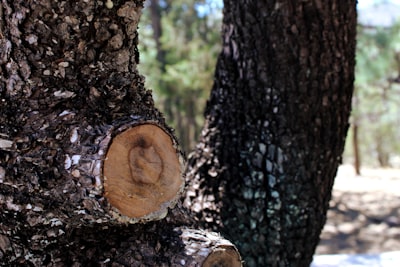 Evaluación de razonamiento jurídico con rúbricas de árbol de cuestiones
