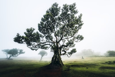 Co-pi-tree: políticas interpretables mejoran colaboración humano-IA