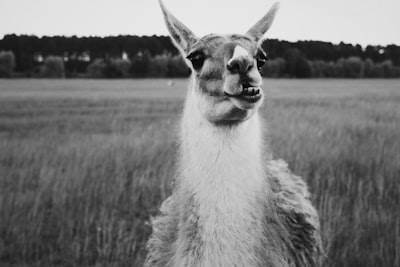 4 vulnerabilidades críticas encontradas en Llama 3.2