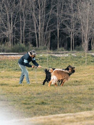 GOAT: Entrena agentes orientados a objetivos con herramientas