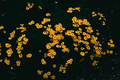 Agrupamiento de datos de especies de flores
